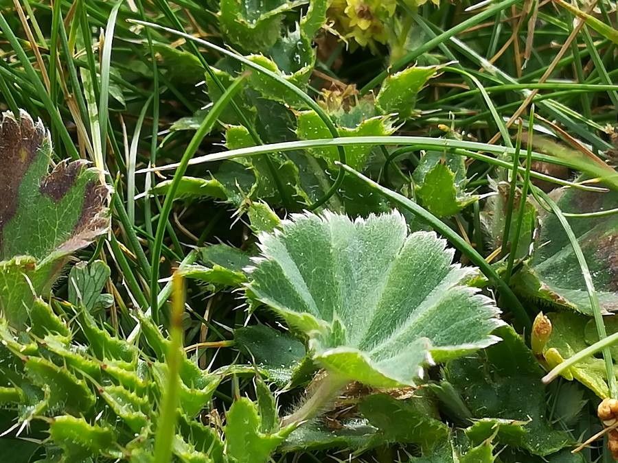 Alchemilla hybrida leaf