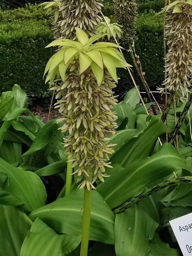 Eucomis bicolor flower