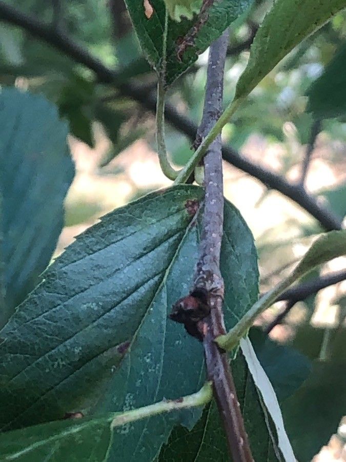 Sorbus bristoliensis other