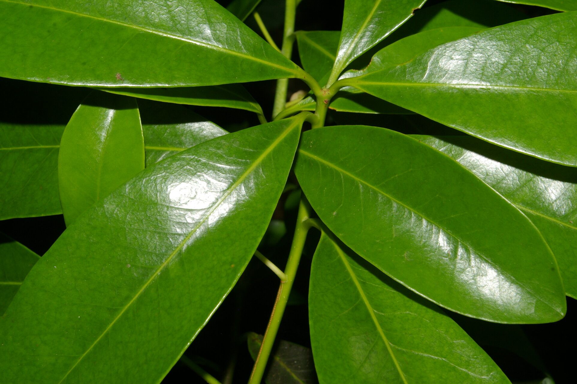 Ternstroemia tepezapote — houseplant care guide