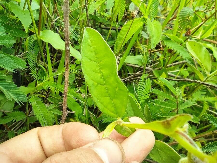 Crotalaria alata — search result for 'Crotalaria'