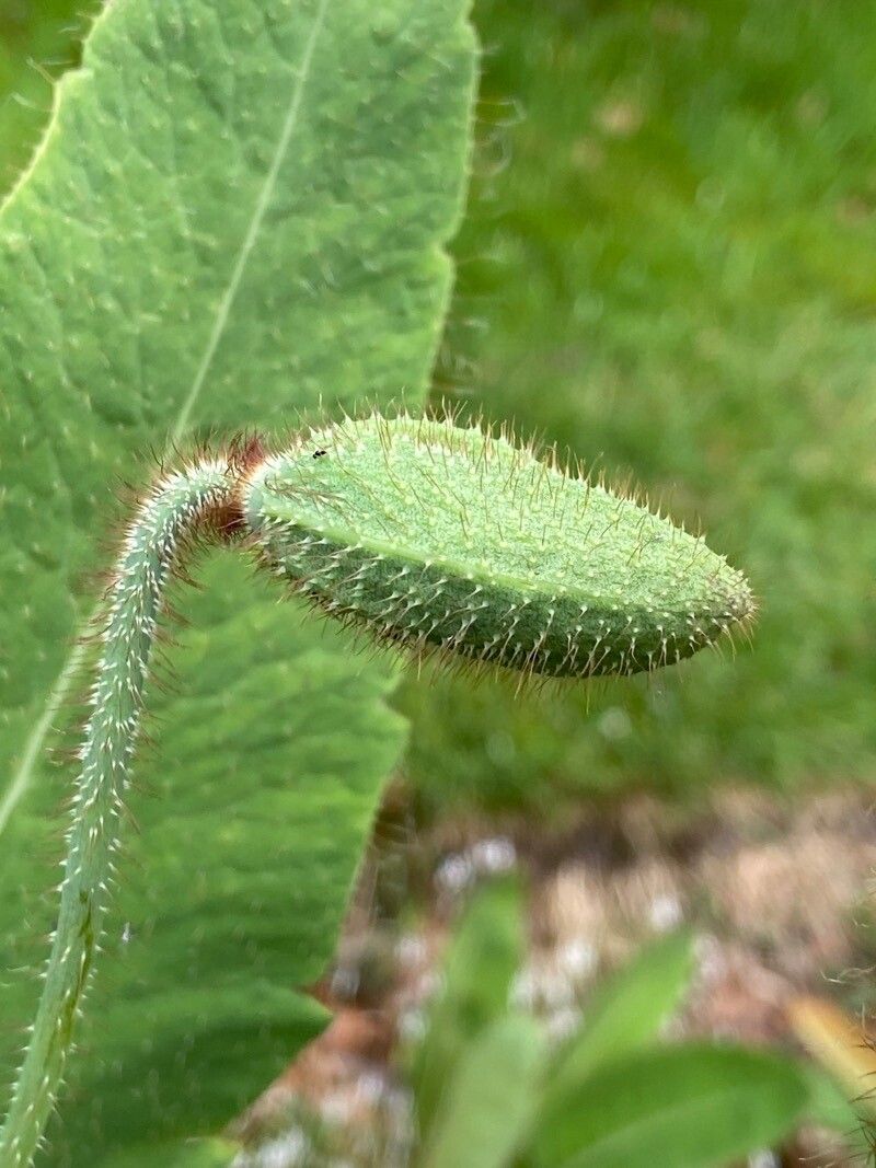 Meconopsis grandis other