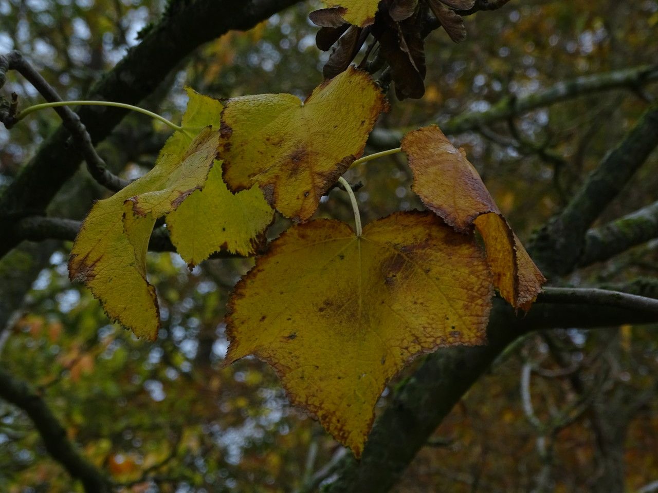 Acer nipponicum — search result for 'Acer'