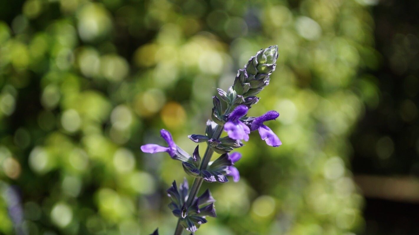 Salvia longispicata flower