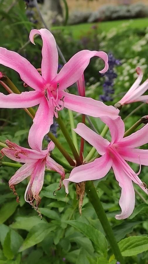Nerine bowdenii flower