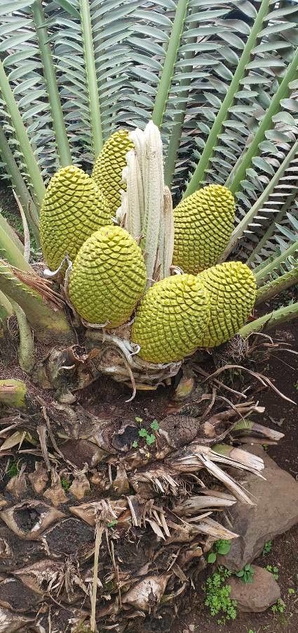 Encephalartos tegulaneus fruit