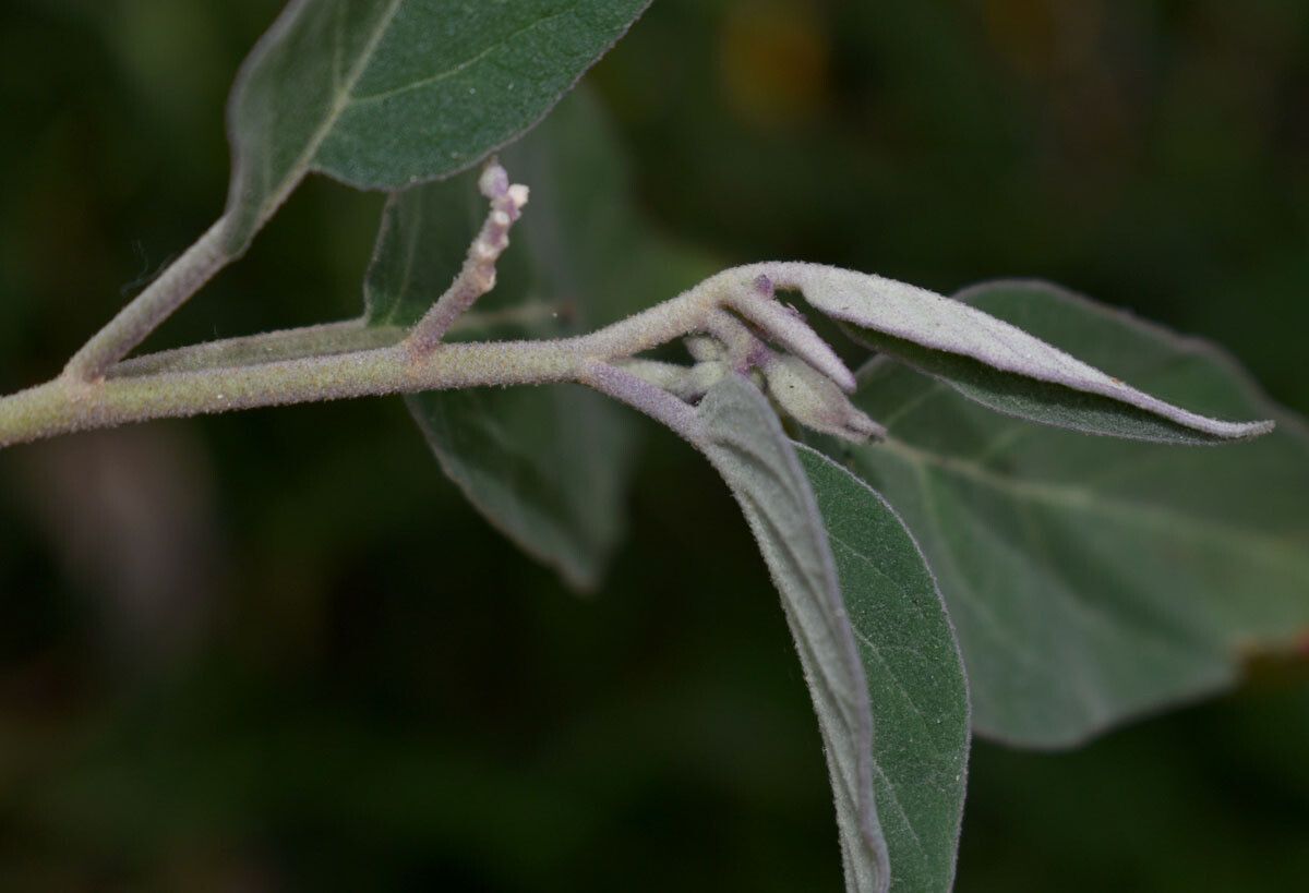 Solanum intonsum flower