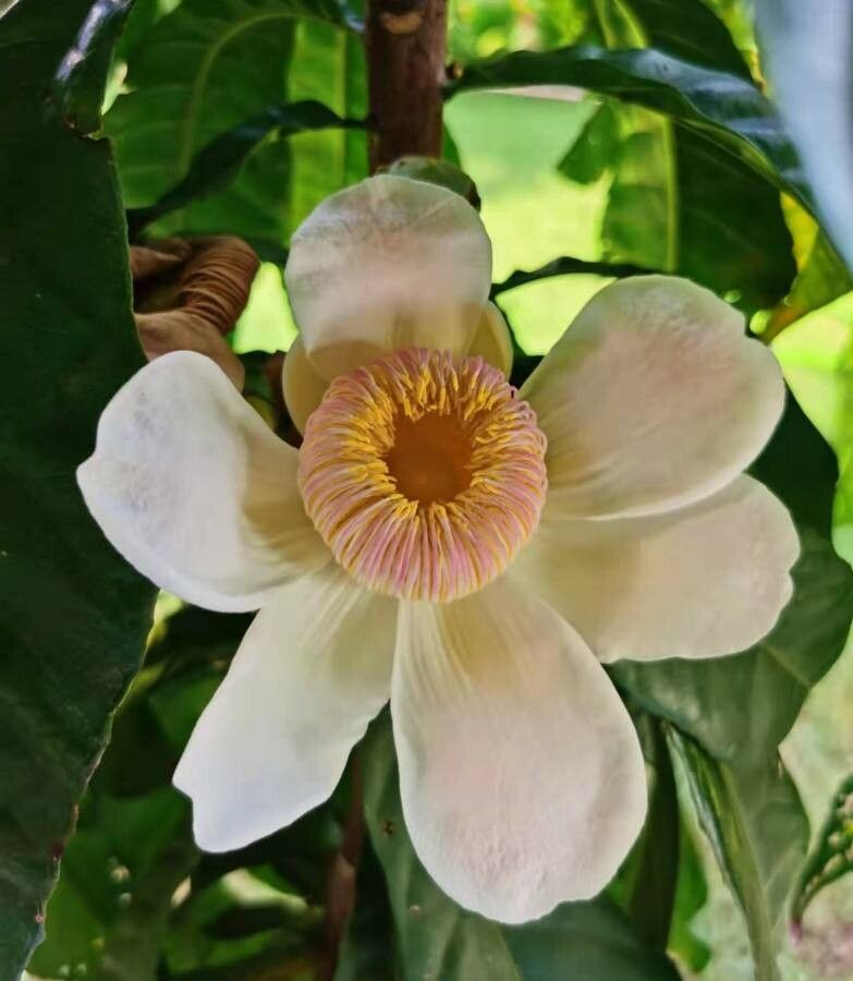 Gustavia superba flower