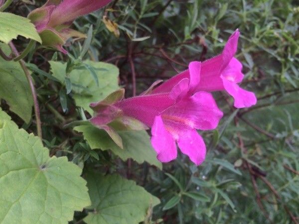 Lophospermum erubescens flower