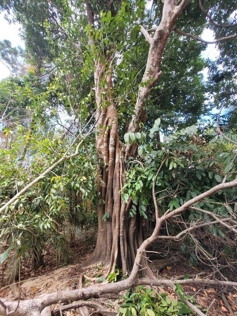 Swartzia acuminata — related species from the same genus