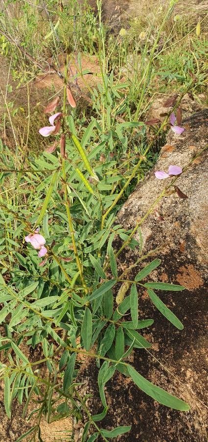 Tephrosia villosa flower