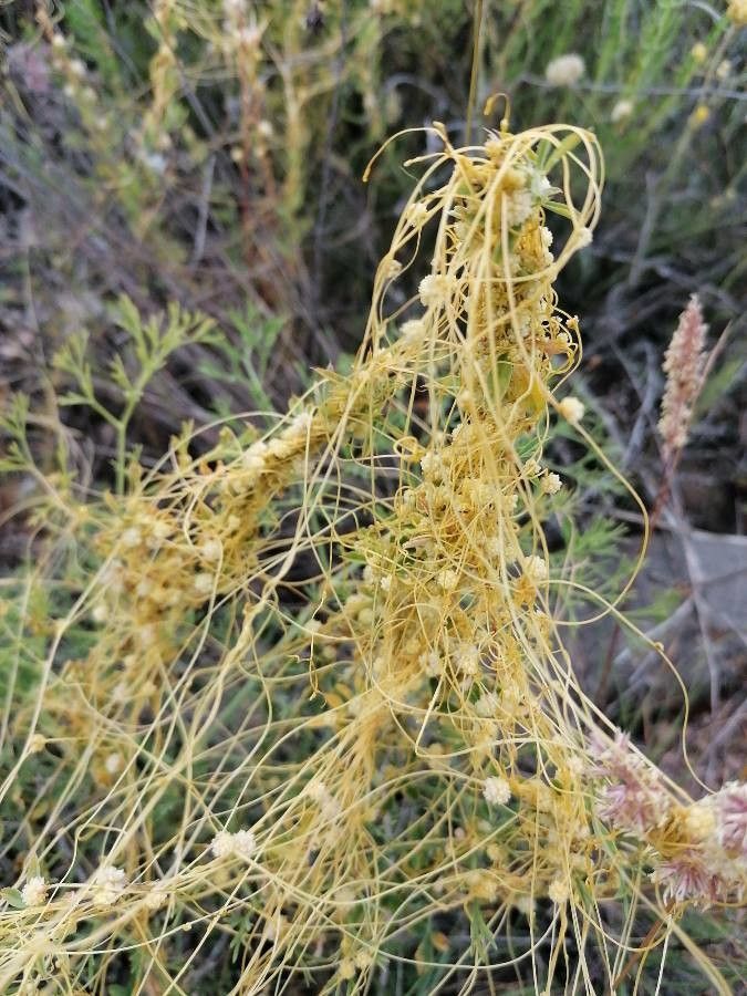 Cuscuta campestris leaf
