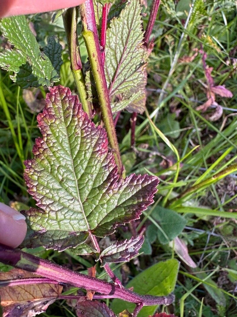 Rhamphospermum nigrum — related species from the same genus