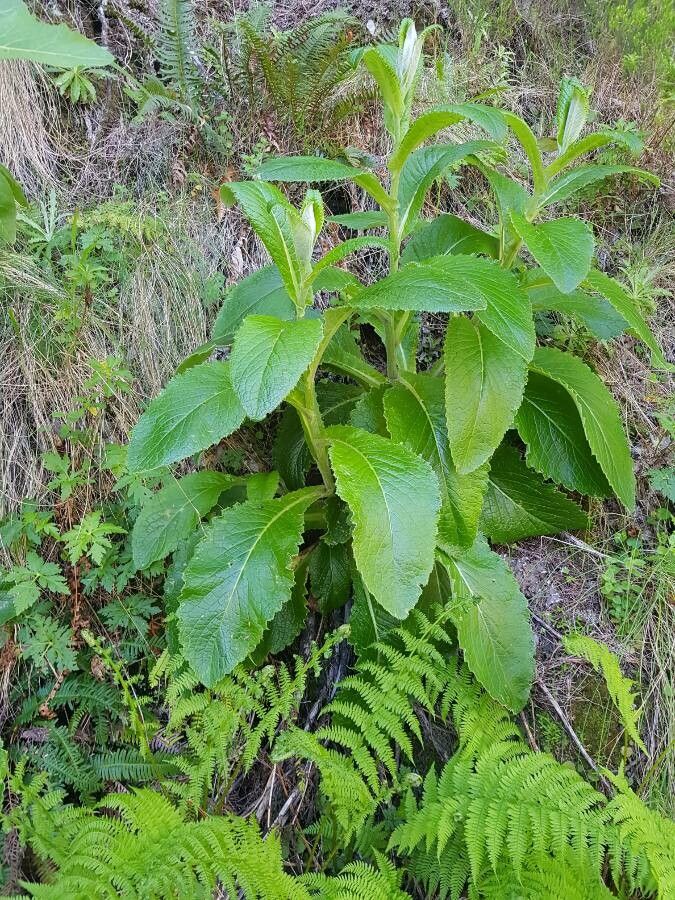 Cirsium latifolium leaf