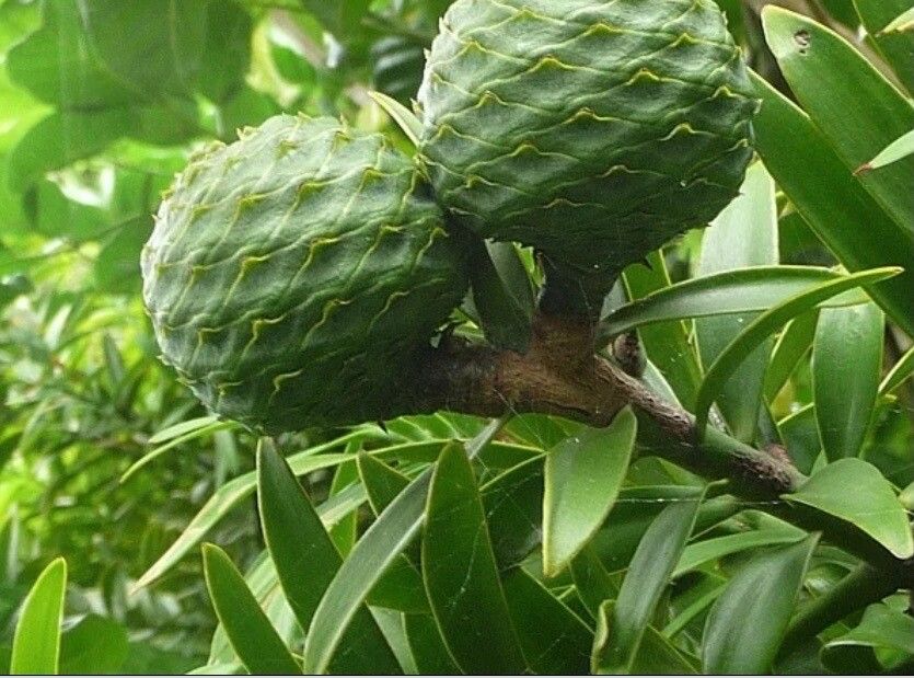 Agathis australis fruit