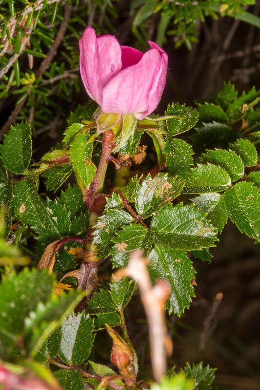 Rosa seraphinii flower
