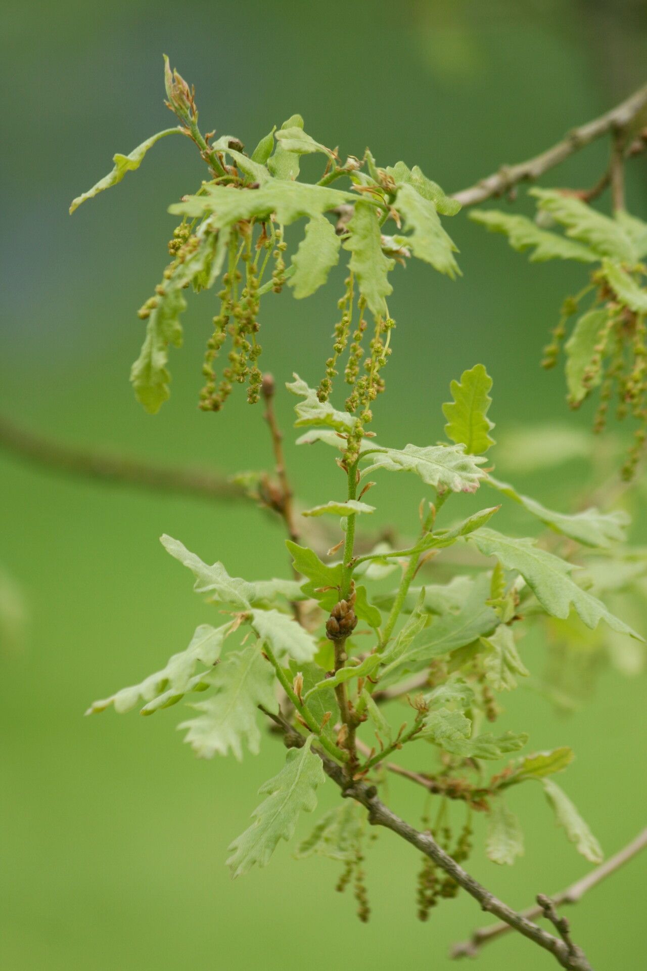 Quercus infectoria flower
