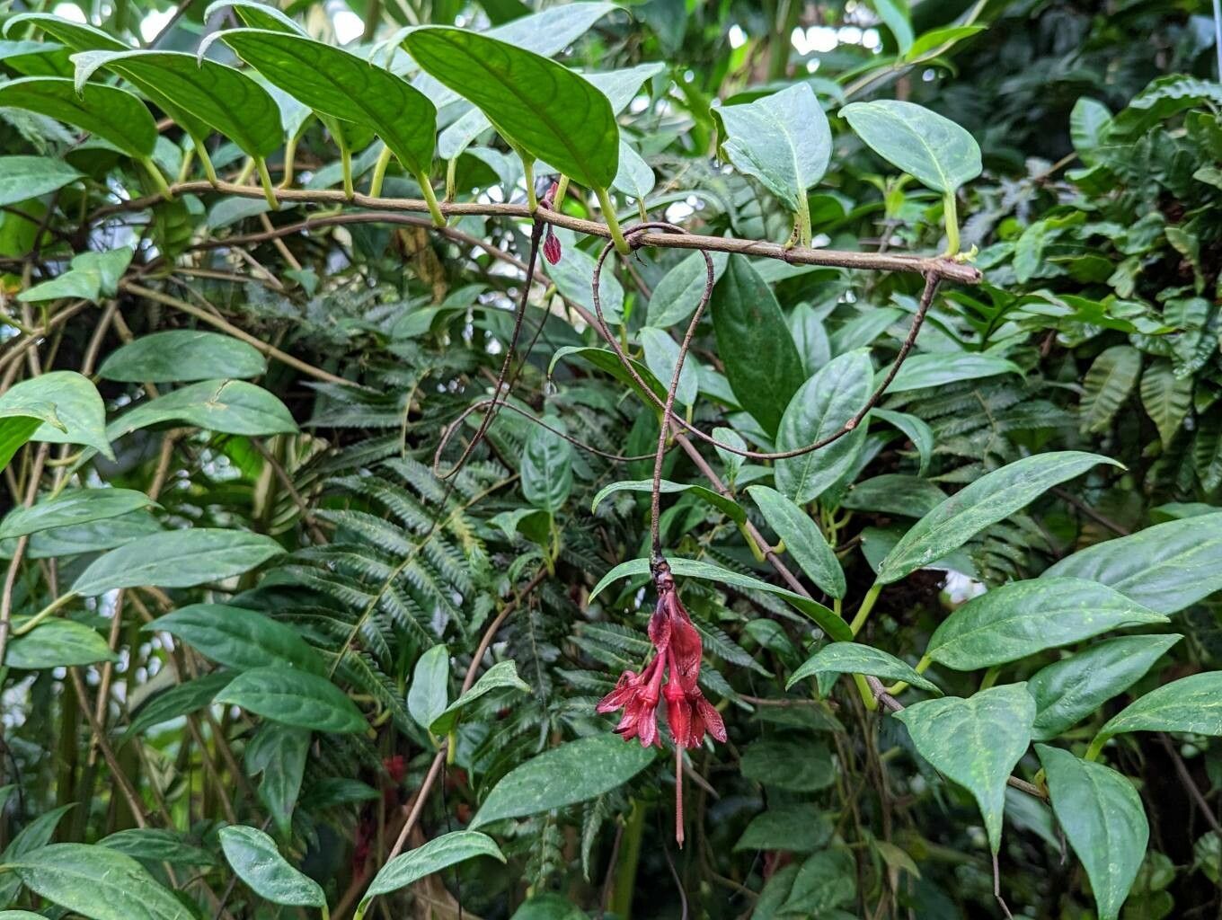 Drymonia pendula habit