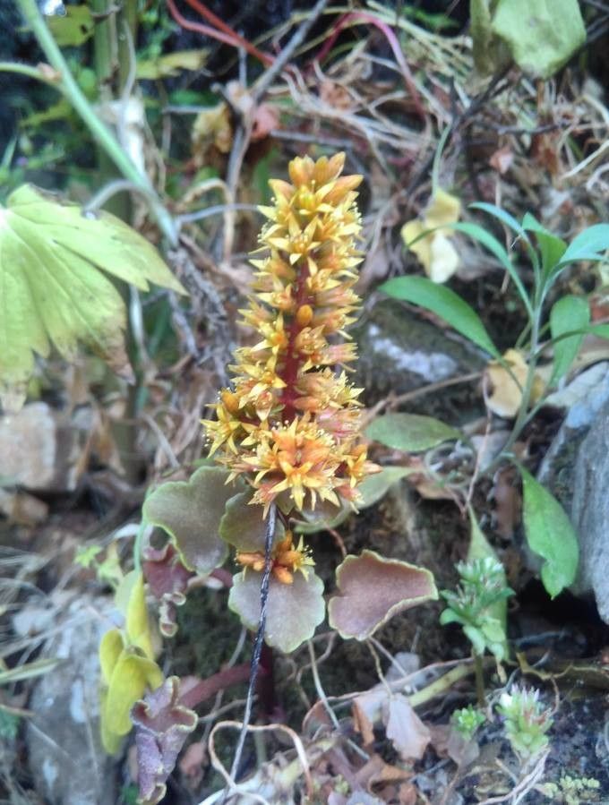 Umbilicus parviflorus habit