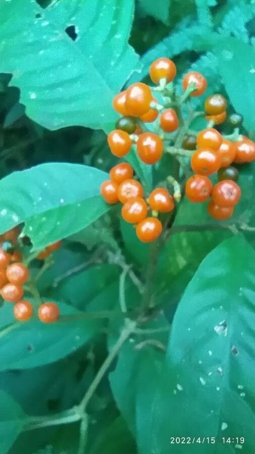 Psychotria racemosa fruit