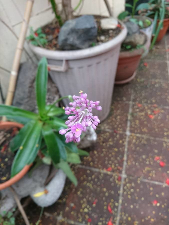 Callisia warszewicziana flower
