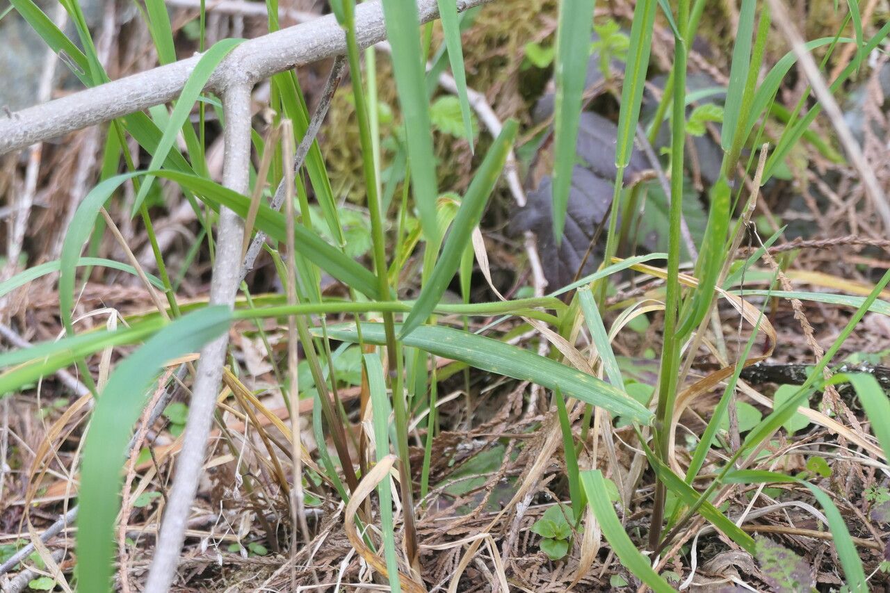 Elymus glaucus — search result for 'Elymus'