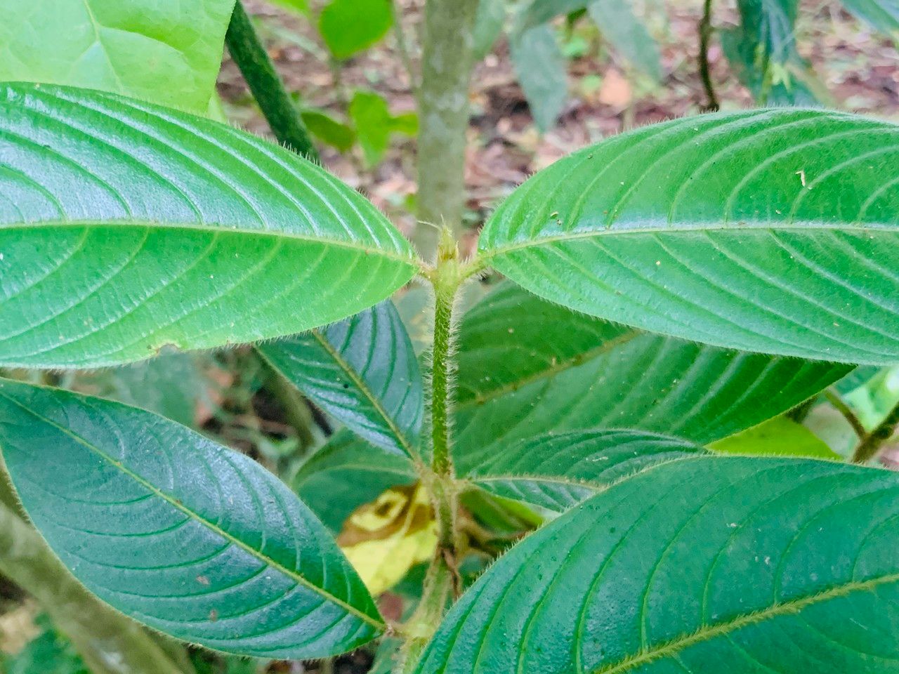 Psychotria poeppigiana bark