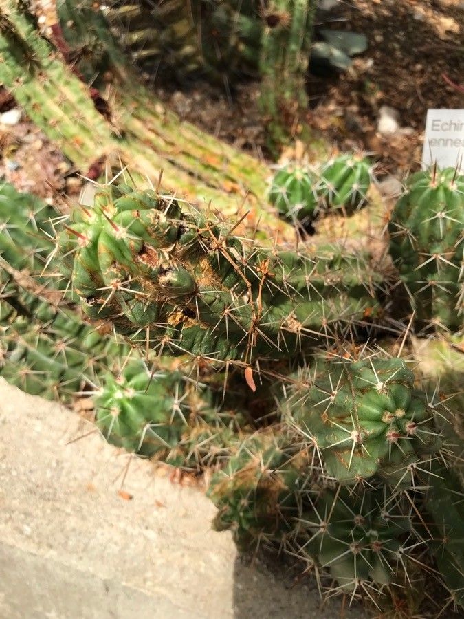 Echinocereus enneacanthus bark