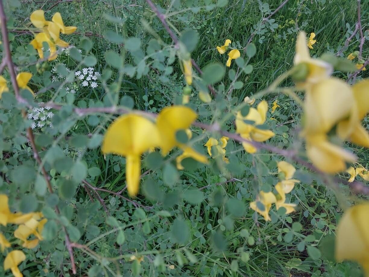 Colutea persica other