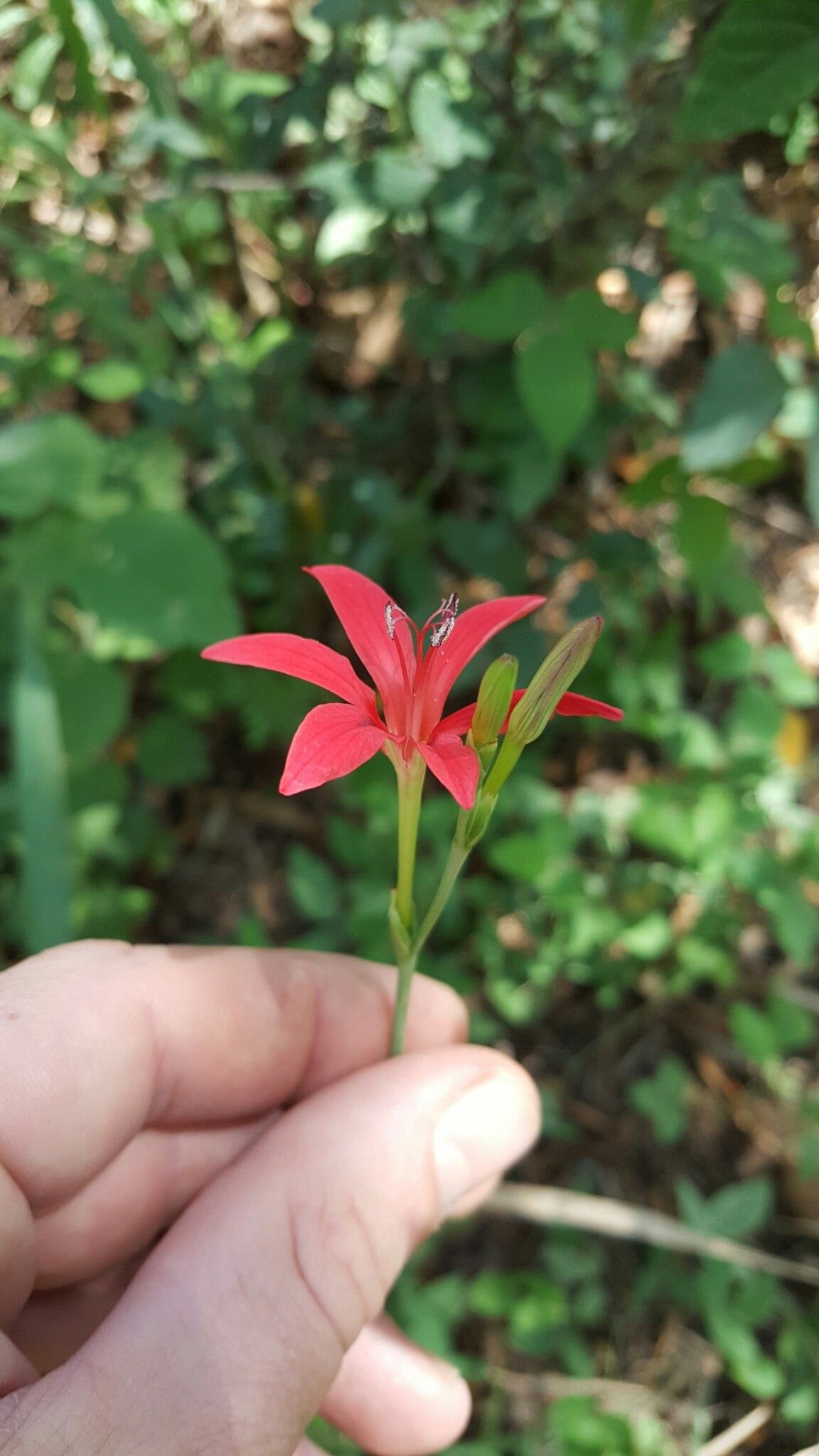 Freesia grandiflora flower