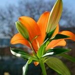 Lilium bulbiferum