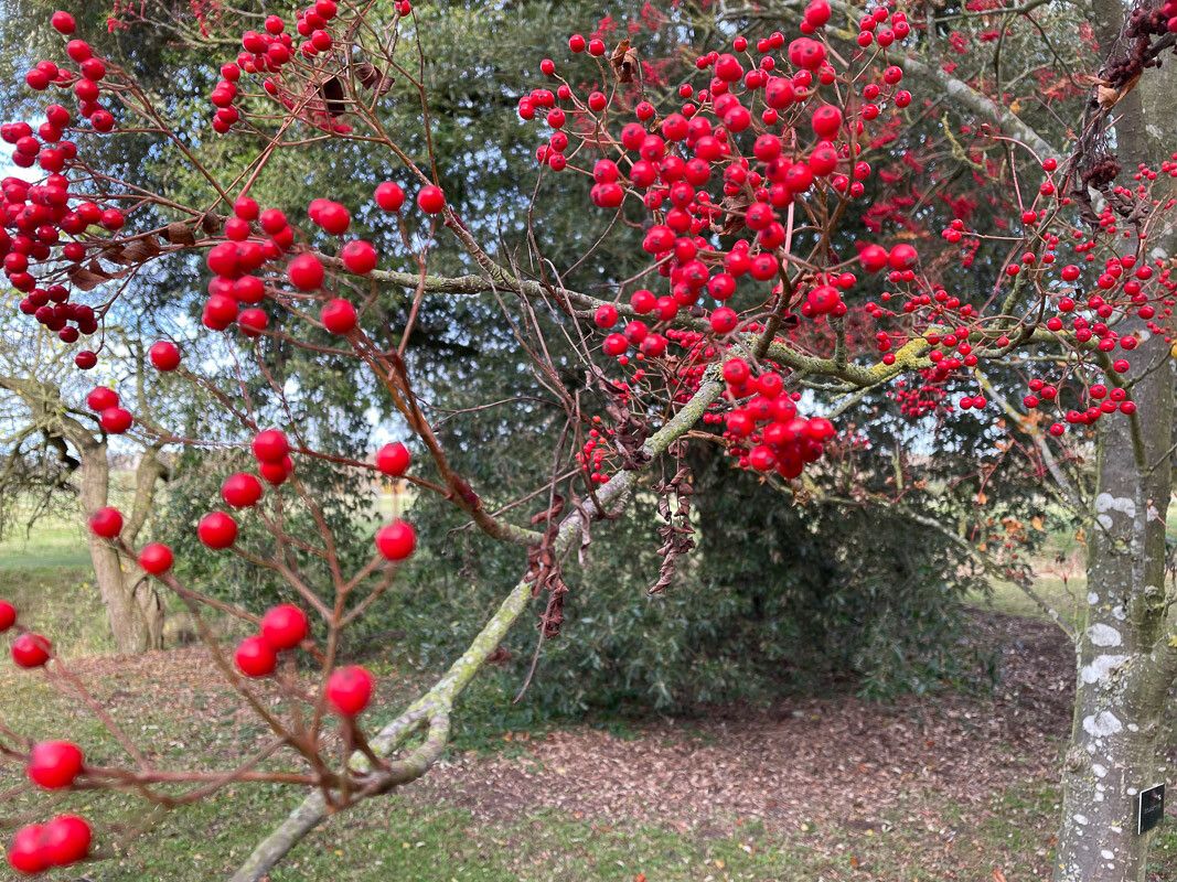 Sorbus commixta fruit