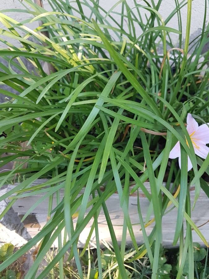 Habranthus robustus leaf