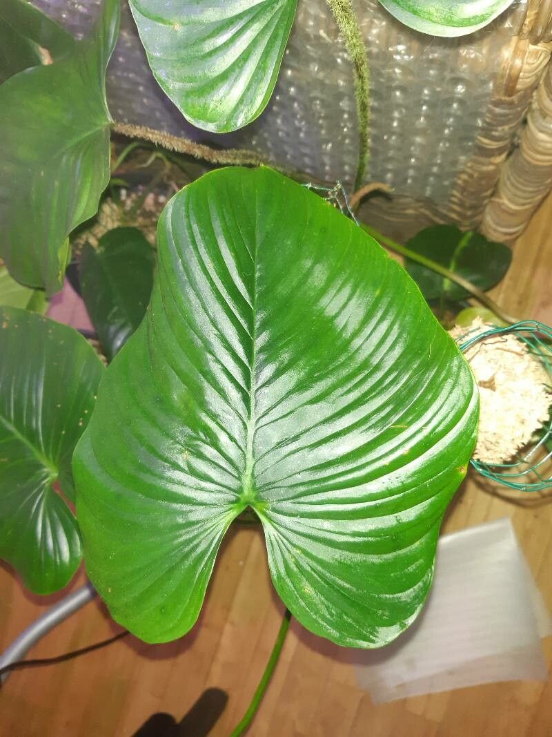 Philodendron rubrocinctum — houseplant care guide
