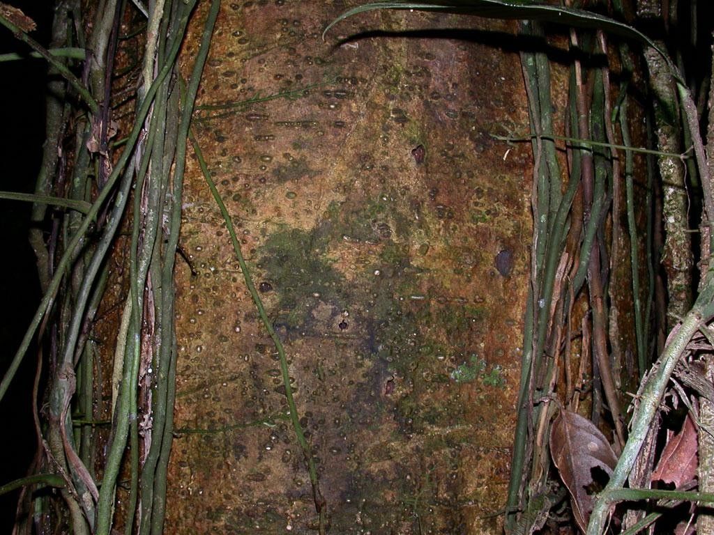 Ormosia velutina bark