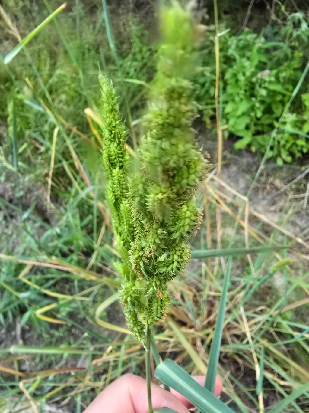 Echinochloa crus-pavonis flower