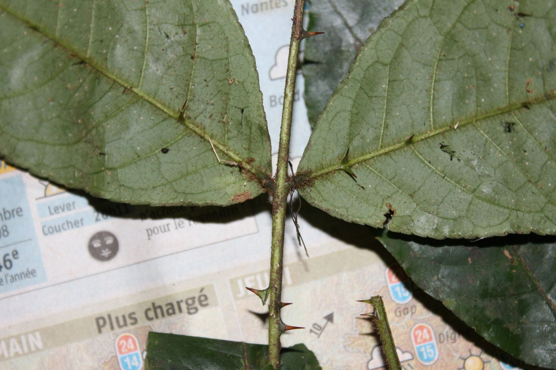 Zanthoxylum buesgenii — houseplant care guide