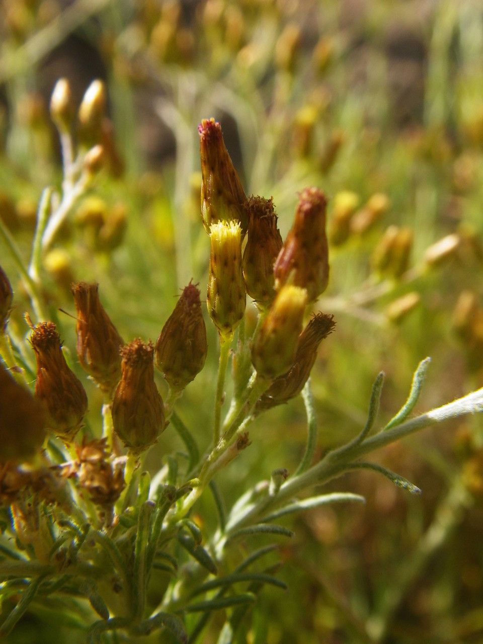 Phagnalon umbelliforme flower