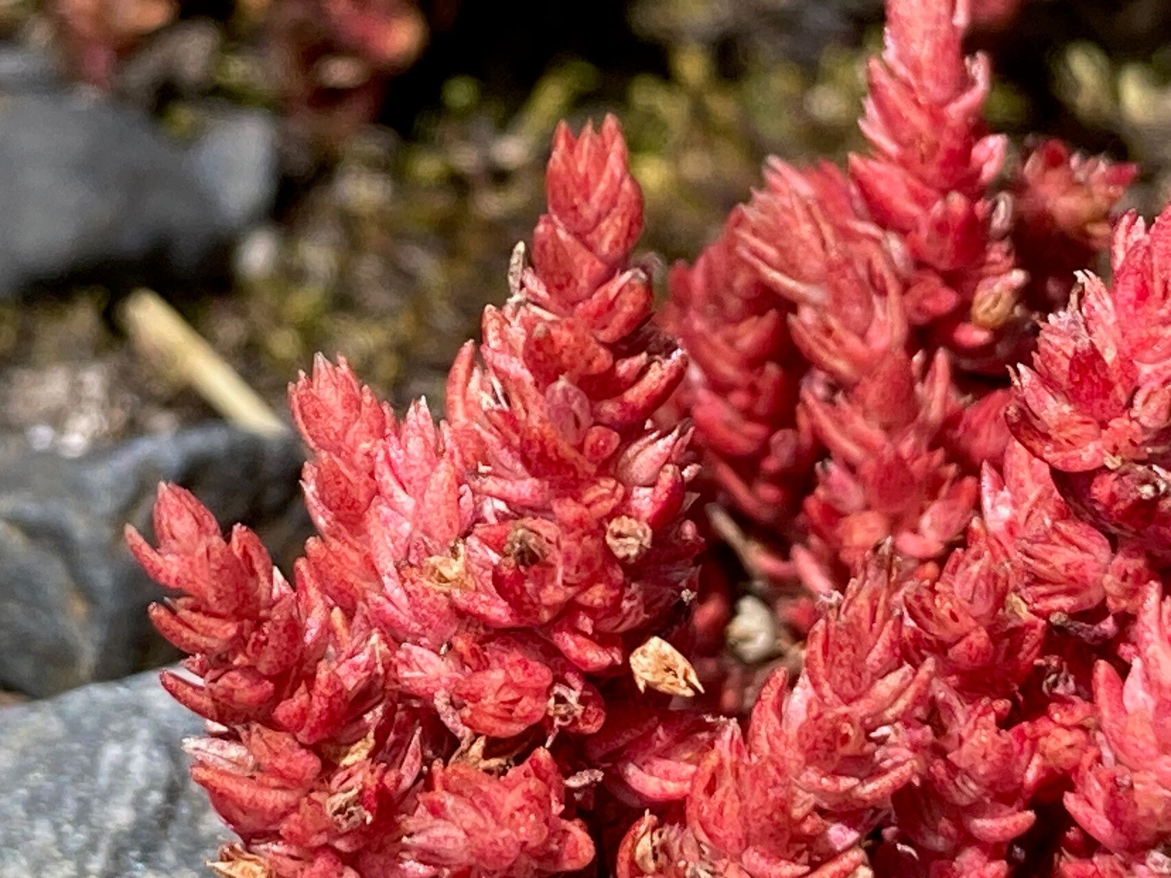 Crassula connata flower