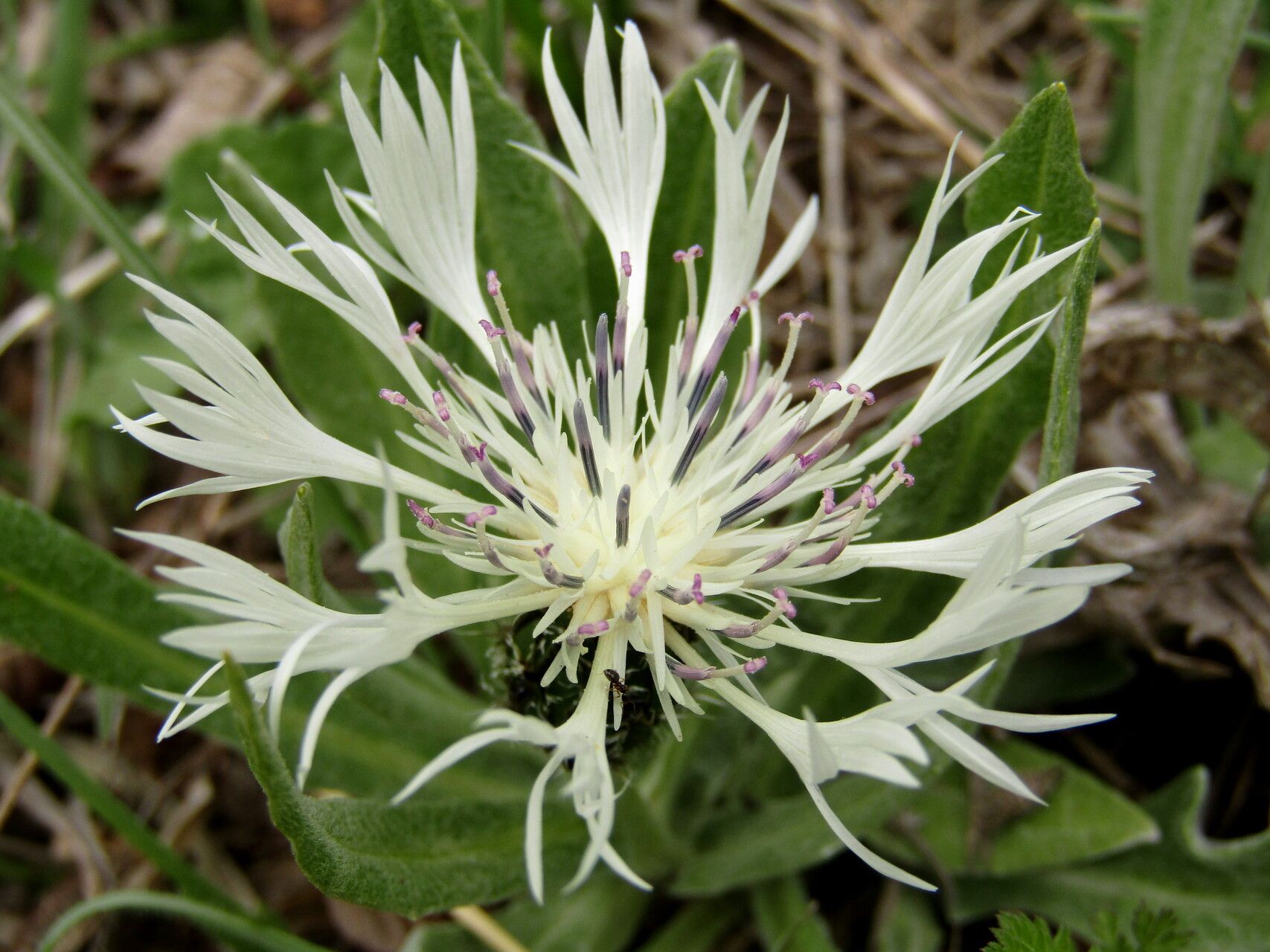 Centaurea thirkei flower