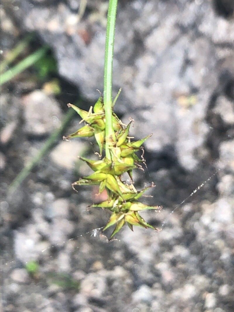 Carex echinata flower