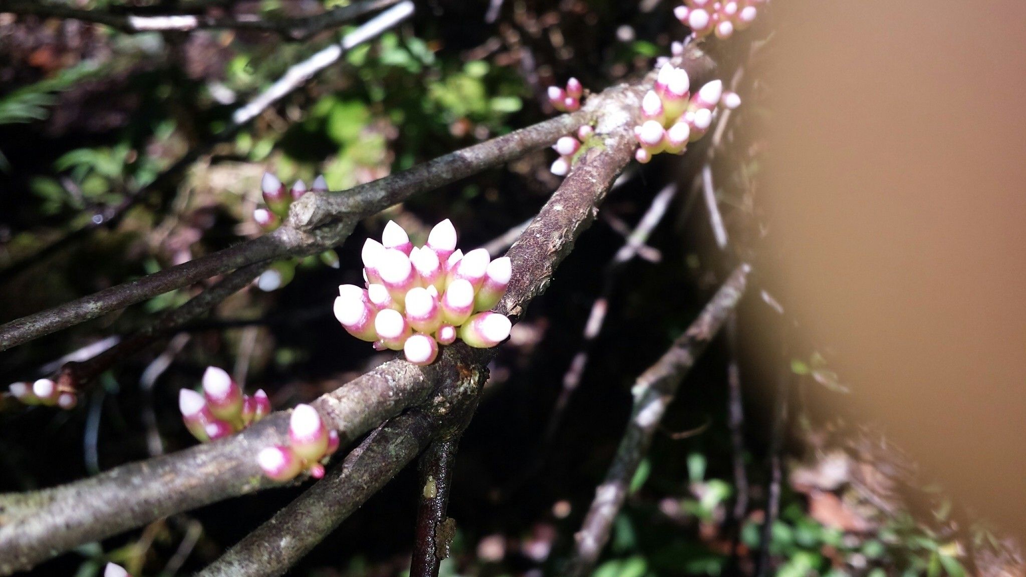 Medinilla chermezonii flower