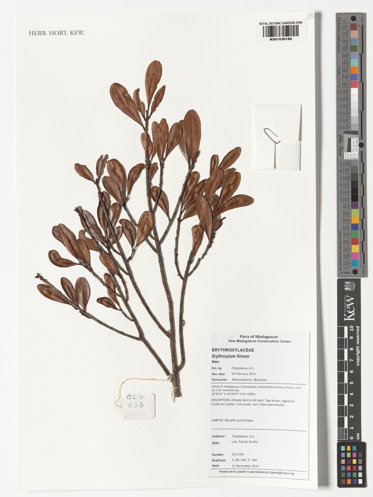 Erythroxylum firmum — houseplant care guide