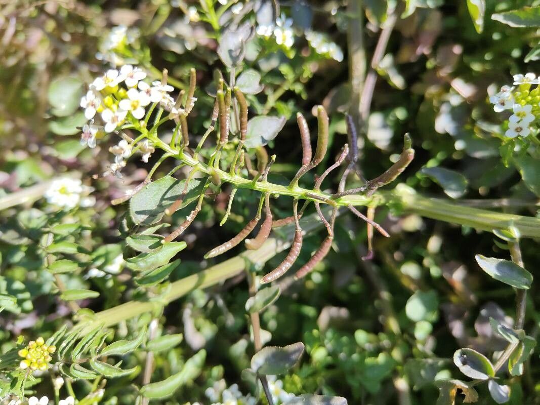 Rorippa nasturtium-aquaticum fruit