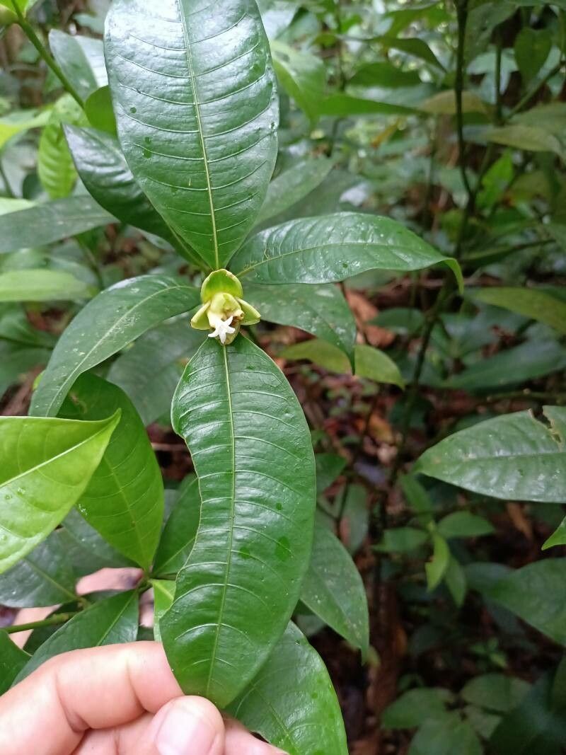 Psychotria glomerulata — houseplant care guide