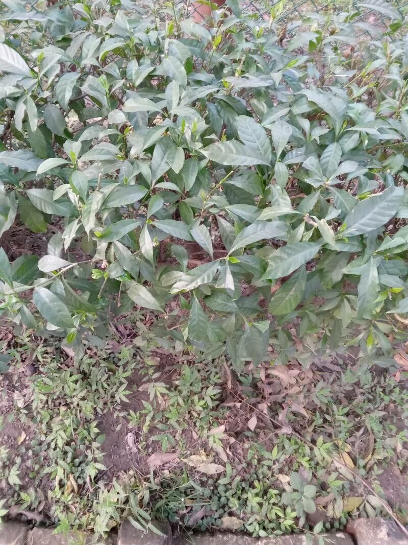 Rauvolfia serpentina flower