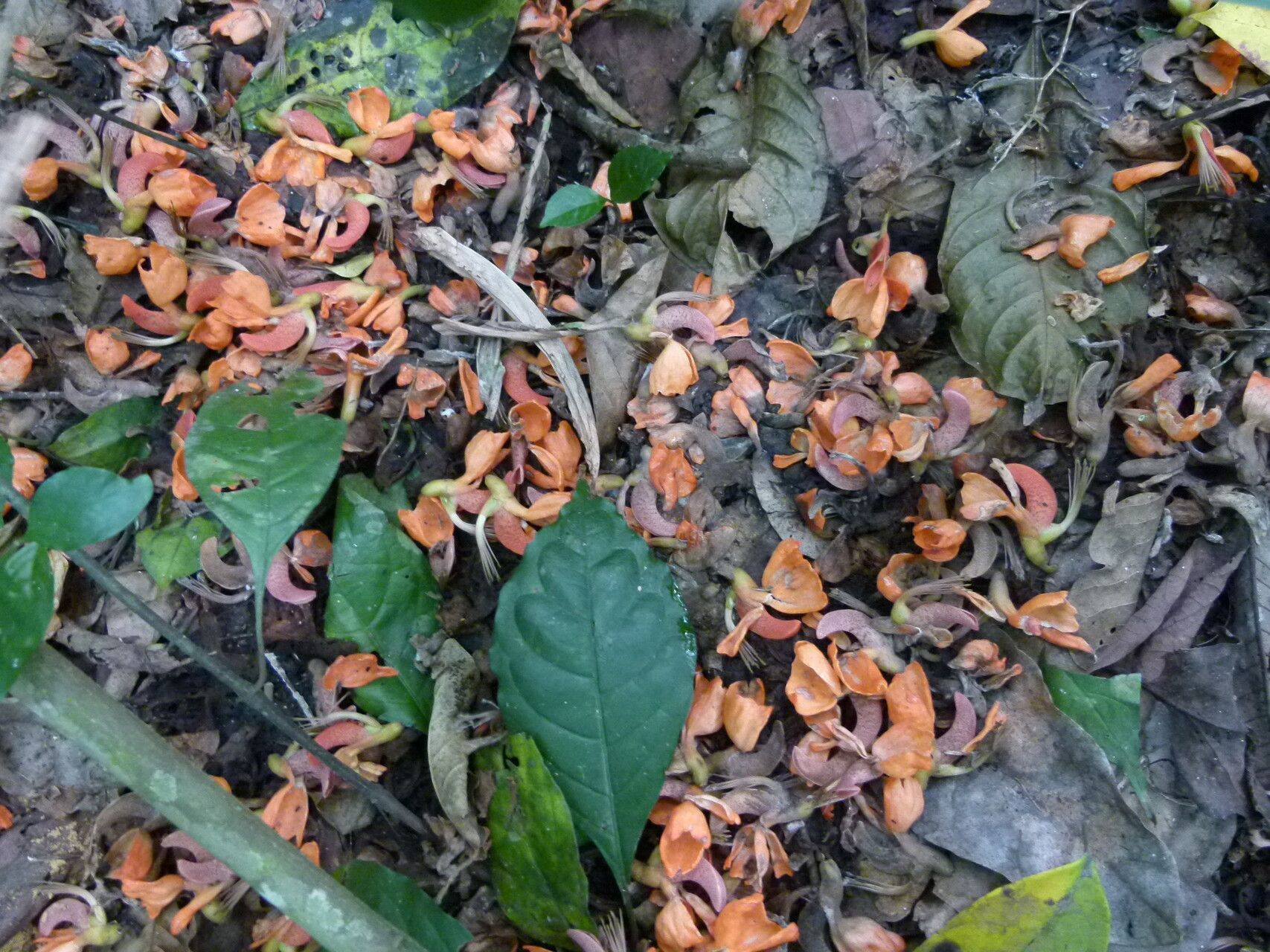 Erythrina wieringae habit