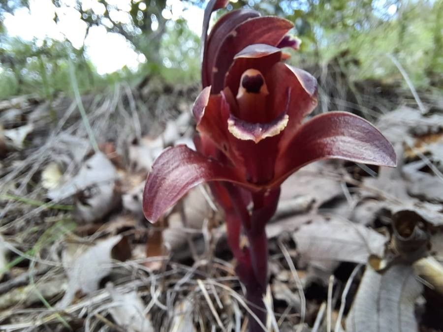 Bletia brevicaulis — related species from the same genus