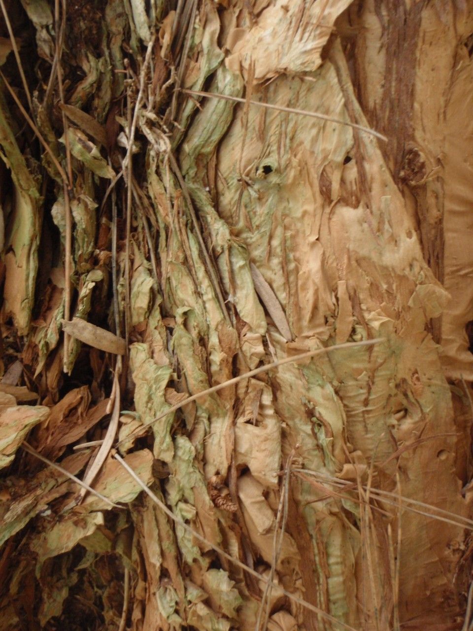 Melaleuca linariifolia bark