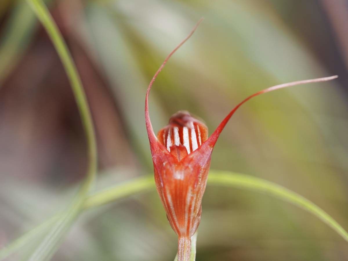 Pterostylis splendens fruit